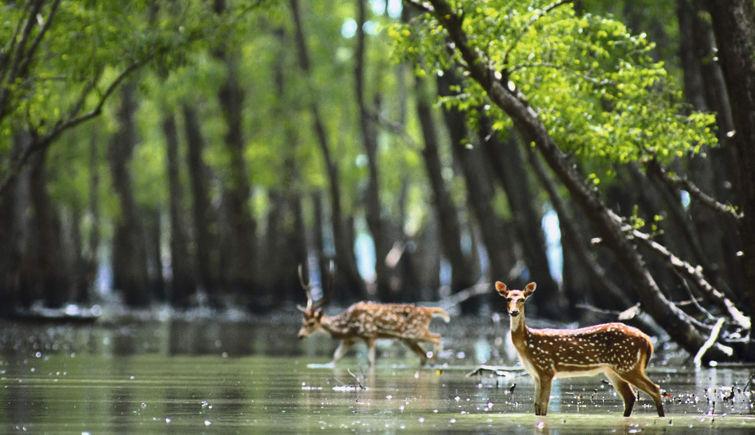 Halliday life Sanctuary Sundarban Tour package
