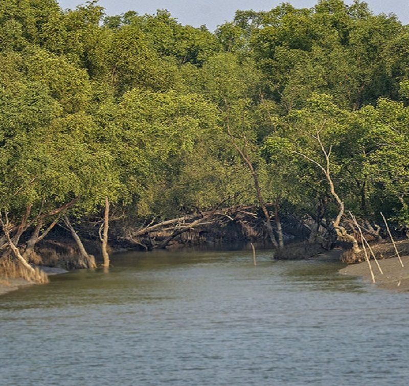 Sundarban tour package