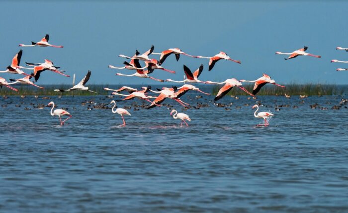 Chilka Daringbadi Gopalpur By Rail