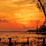 Sundarban Car and Vessel tour package
